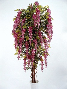 A7090(5~8尺紫藤樹(紫花)