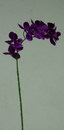 絲布9花小蝴蝶蘭-紫