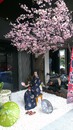 御成町浪漫鰻屋真幹櫻花樹造景布置